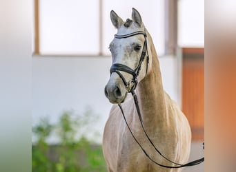 Pony tedesco, Giumenta, 4 Anni, 148 cm, Falbo