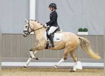 Pony tedesco, Giumenta, 4 Anni, 148 cm, Falbo