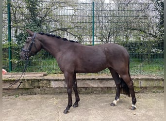 Pony tedesco, Giumenta, 4 Anni, 148 cm, Morello
