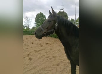 Pony tedesco, Giumenta, 4 Anni, 148 cm, Morello