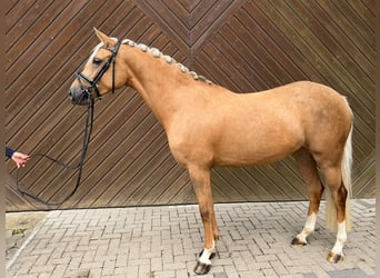 Pony tedesco, Giumenta, 4 Anni, 148 cm, Palomino