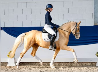 Pony tedesco, Giumenta, 4 Anni, 148 cm, Palomino