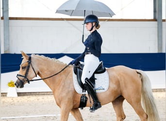Pony tedesco, Giumenta, 4 Anni, 148 cm, Palomino