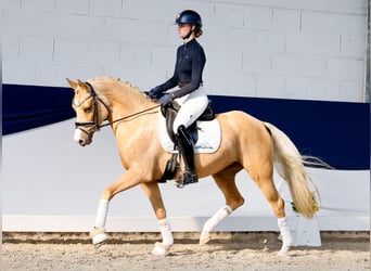 Pony tedesco, Giumenta, 4 Anni, 148 cm, Palomino