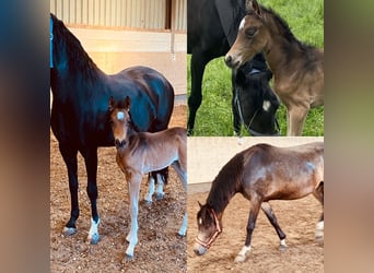 Pony tedesco, Giumenta, 4 Anni, 148 cm, Pelle di daino