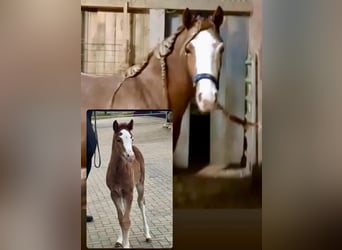 Pony tedesco, Giumenta, 4 Anni, 148 cm, Roano rosso