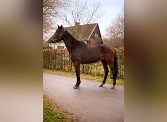 Pony tedesco, Giumenta, 4 Anni, 149 cm, Baio