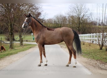 Pony tedesco, Giumenta, 4 Anni, 150 cm, Sauro scuro