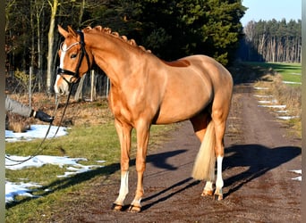 Pony tedesco, Giumenta, 4 Anni, 151 cm, Sauro