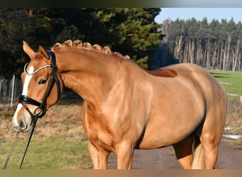 Pony tedesco, Giumenta, 4 Anni, 151 cm, Sauro