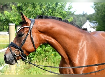 Pony tedesco, Giumenta, 4 Anni, 153 cm, Baio