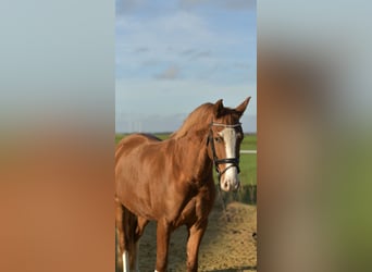 Pony tedesco, Giumenta, 4 Anni, 153 cm, Sauro