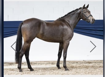 Pony tedesco, Giumenta, 4 Anni, 155 cm, Falbo