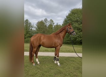 Pony tedesco, Giumenta, 4 Anni, 155 cm, Sauro