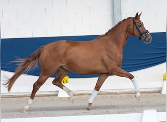 Pony tedesco, Giumenta, 4 Anni, 155 cm, Sauro