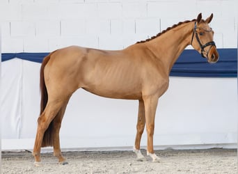 Pony tedesco, Giumenta, 4 Anni, 155 cm, Sauro