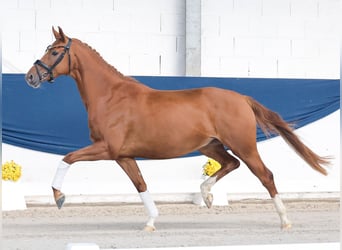 Pony tedesco, Giumenta, 4 Anni, 155 cm, Sauro