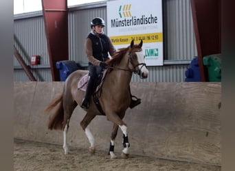 Pony tedesco, Giumenta, 4 Anni, 156 cm, Sauro