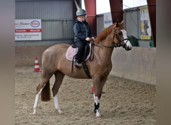 Pony tedesco, Giumenta, 4 Anni, 156 cm, Sauro