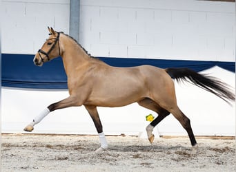Pony tedesco, Giumenta, 4 Anni, 160 cm, Falbo