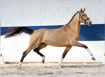 Pony tedesco, Giumenta, 4 Anni, 160 cm, Falbo