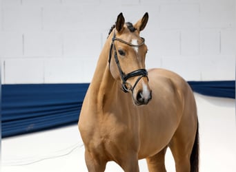 Pony tedesco, Giumenta, 4 Anni, 160 cm, Falbo