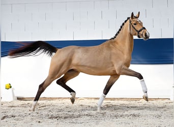 Pony tedesco, Giumenta, 4 Anni, 160 cm, Falbo