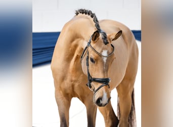 Pony tedesco, Giumenta, 4 Anni, 160 cm, Falbo