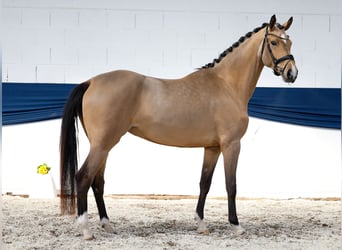 Pony tedesco, Giumenta, 4 Anni, 160 cm, Falbo