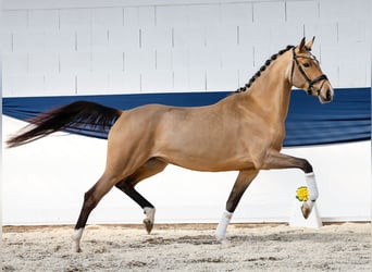 Pony tedesco, Giumenta, 4 Anni, 160 cm, Falbo