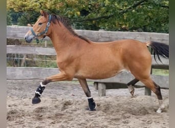 Pony tedesco, Giumenta, 4 Anni