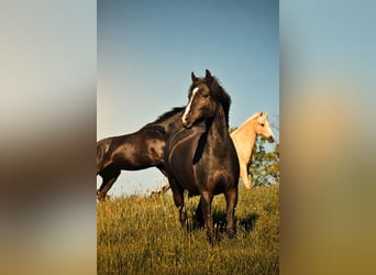 Pony tedesco, Giumenta, 5 Anni, 140 cm, Morello