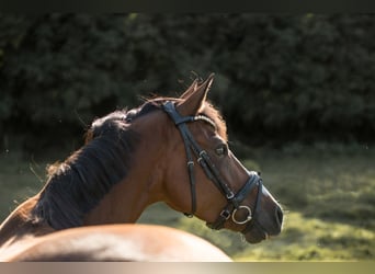 Pony tedesco, Giumenta, 5 Anni, 142 cm, Baio