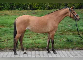 Pony tedesco, Giumenta, 5 Anni, 143 cm, Falbo