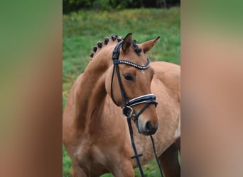 Pony tedesco, Giumenta, 5 Anni, 143 cm, Falbo