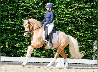 Pony tedesco, Giumenta, 5 Anni, 143 cm, Palomino