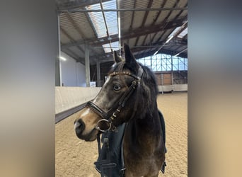 Pony tedesco, Giumenta, 5 Anni, 143 cm, Pelle di daino