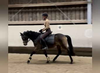 Pony tedesco, Giumenta, 5 Anni, 143 cm, Pelle di daino