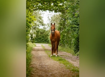 Pony tedesco, Giumenta, 5 Anni, 143 cm, Sauro