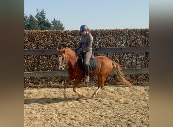 Pony tedesco, Giumenta, 5 Anni, 143 cm, Sauro