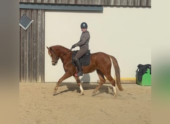 Pony tedesco, Giumenta, 5 Anni, 143 cm, Sauro