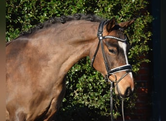 Pony tedesco, Giumenta, 5 Anni, 144 cm, Baio scuro