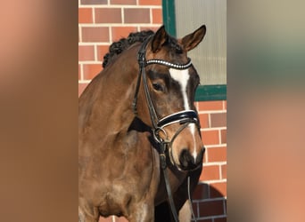 Pony tedesco, Giumenta, 5 Anni, 144 cm, Baio scuro