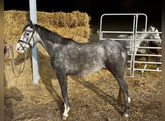Pony tedesco, Giumenta, 5 Anni, 144 cm, Grigio