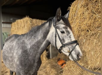 Pony tedesco, Giumenta, 5 Anni, 144 cm, Grigio
