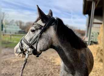 Pony tedesco, Giumenta, 5 Anni, 144 cm, Grigio