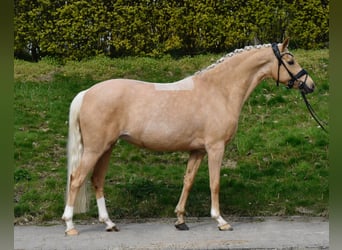 Pony tedesco, Giumenta, 5 Anni, 144 cm, Palomino