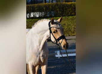 Pony tedesco, Giumenta, 5 Anni, 144 cm, Palomino