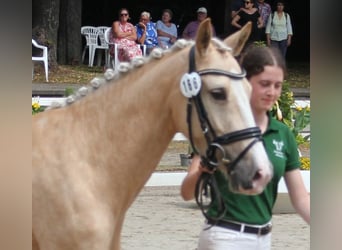 Pony tedesco, Giumenta, 5 Anni, 144 cm, Palomino