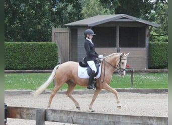 Pony tedesco, Giumenta, 5 Anni, 144 cm, Palomino
